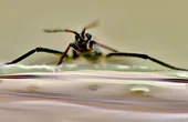 Tiny Fans on the Feet of Water Bugs Could Lead to Energy Efficient, Mini Robots