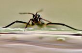 Tiny Fans on the Feet of Water Bugs Could Lead to Energy Efficient, Mini Robots