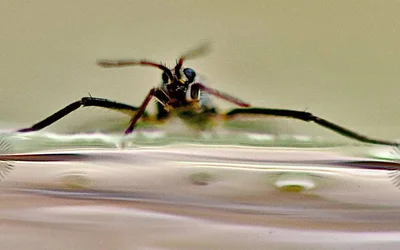 Tiny Fans on the Feet of Water Bugs Could Lead to Energy Efficient, Mini Robots