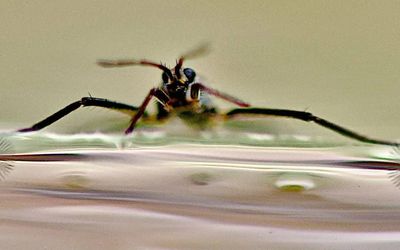 Tiny Fans on the Feet of Water Bugs Could Lead to Energy Efficient, Mini Robots