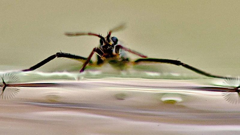 A Rhagovelia water strider with its fans open in the water. (Courtesy: Victor Ortega-Jimenez)