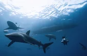 Marine Science: Driving Research and Solutions for Environmental Sustainability