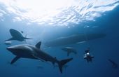 Marine Science: Driving Research and Solutions for Environmental Sustainability