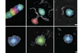 Tiny robots use sound to self-organize into intelligent groups
