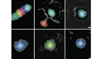 Tiny robots use sound to self-organize into intelligent groups
