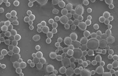 Bubble Bots: Simple Biocompatible Microrobots Autonomously Target Tumors