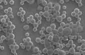 Bubble Bots: Simple Biocompatible Microrobots Autonomously Target Tumors