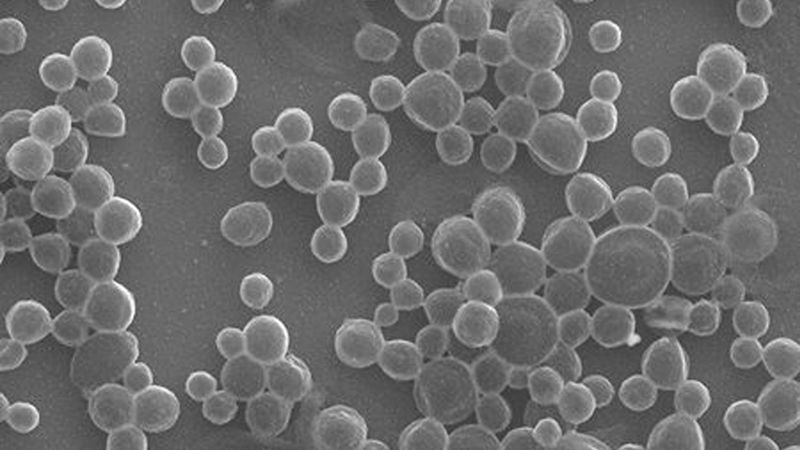 A scanning electron microscope image of mass-produced microbubbles produced by simply using an ultrasound probe to agitate a BSA solution. Credit: Gao Lab/Caltech