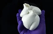 Podcast: Printing Functional Hearts & Reverse Engineering Microbes