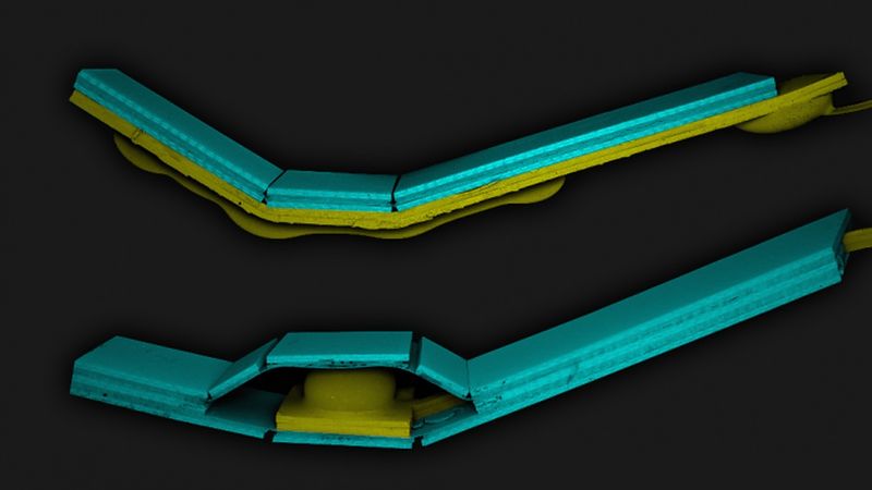 SEM images of the hybrid soft pop-up actuators. The image has been colored in post processing to differentiate between the soft (in yellow) and the rigid structure (in blue) (Image courtesy of the Wyss Institute at Harvard University)