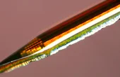 Columbia Engineers Develop Implantable Imaging Tool to Reveal Deep-Brain Neural Circuits