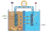 Microbial Fuel Cell: How It Works, What It Delivers, and Whe