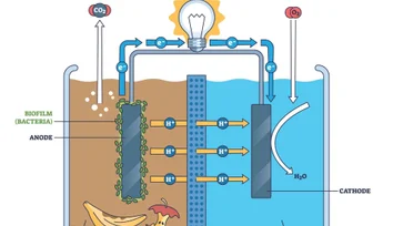 Microbial Fuel Cell: How It Works, Efficiency, and Applications