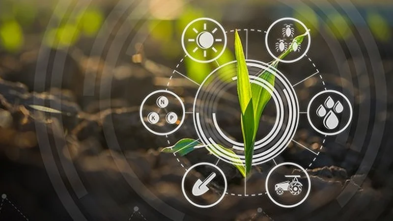 Maize seedling in a cultivated agricultural field with graphic concepts showing modern agricultural technology, digital farm and smart farming innovation.  Credit: lamyai – stock.adobe.com