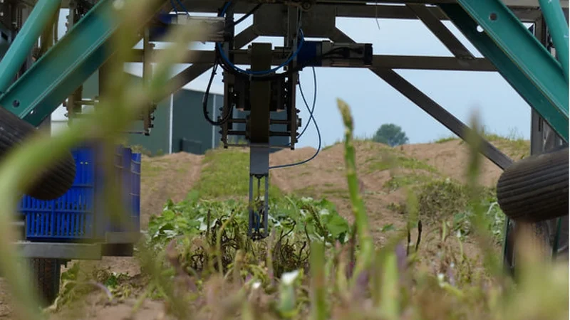 Harvesting robots could make green asparagus cheaper