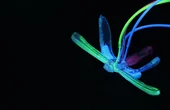 Soft Robotic Dragonfly Signals Environmental Disruptions