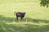 Farmed animal asset tracking with wireless tech