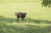 Farmed animal asset tracking with wireless tech
