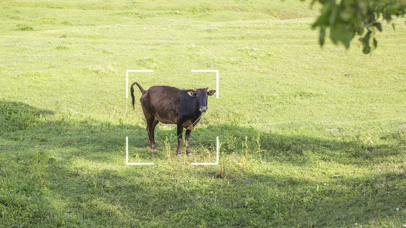 Farmed animal asset tracking with wireless tech