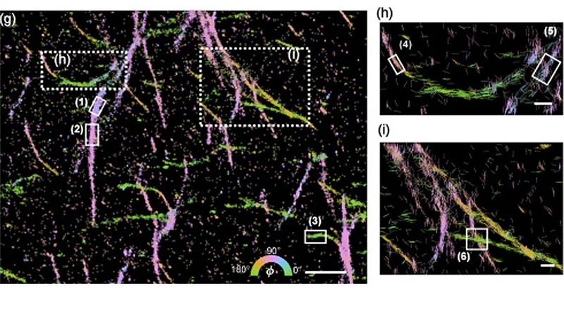 Amyloid proteins. Their lengths and directions indicate the magnitude of their in-plane orientations and their orientations, respectively. (Credit: Lew Lab)