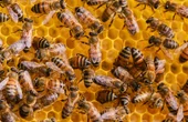 Studying collective bee behavior thanks to robotics