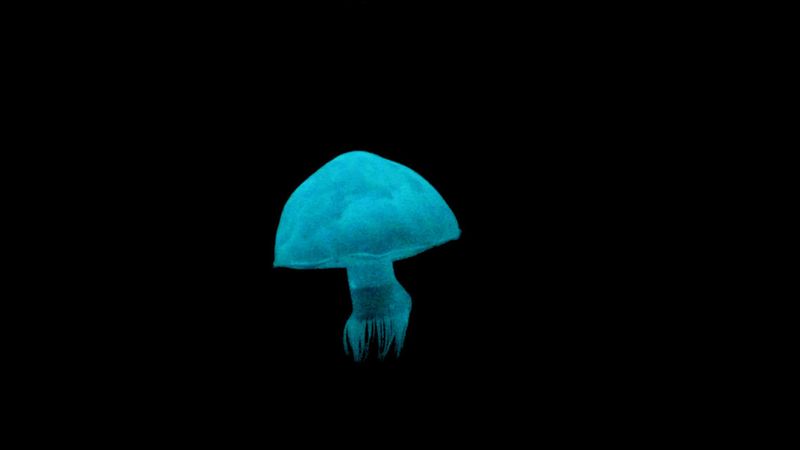 A jellyfish robot from Rob Shepherd’s lab.