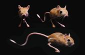 From rodent to robot