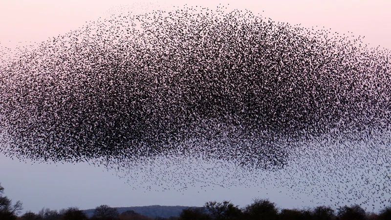 A starling roost in the United Kingdom. | Unsplash/James Wainscoat
