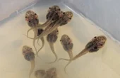 Cyborg tadpoles with soft, flexible neural implants