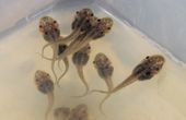 Cyborg tadpoles with soft, flexible neural implants