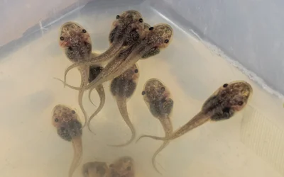 Cyborg tadpoles with soft, flexible neural implants