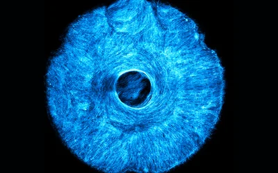 Artificial muscle flexes in multiple directions, offering a path to soft, wiggly robots