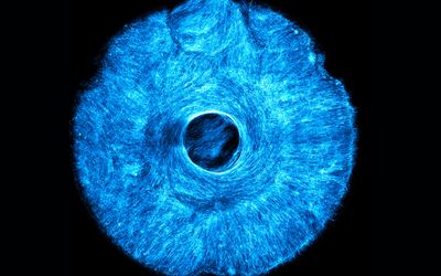 Artificial muscle flexes in multiple directions, offering a path to soft, wiggly robots