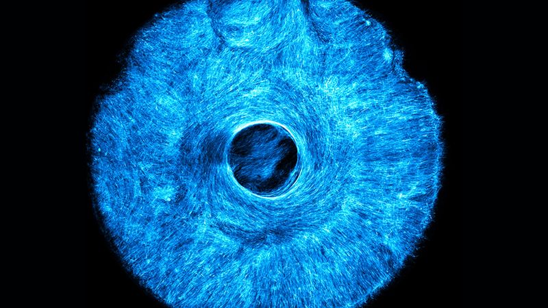 MIT engineers grew an artificial, muscle-powered structure that pulls both concentrically and radially, much like how the iris in the human eye acts to dilate and constrict the pupil. Image: Courtesy of the researchers