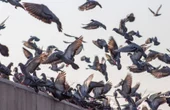 Autonomous drones, triggered by a machine learning algorithm, could solve the urban feral pigeon problem