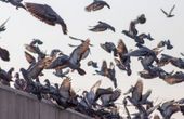 Autonomous drones, triggered by a machine learning algorithm, could solve the urban feral pigeon problem