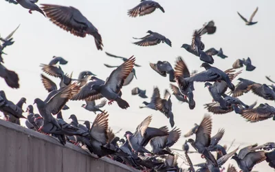 Autonomous drones, triggered by a machine learning algorithm, could solve the urban feral pigeon problem