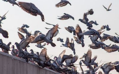 Autonomous drones, triggered by a machine learning algorithm, could solve the urban feral pigeon problem