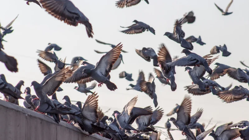 Feral pigeons can spread disease, consume crops, and damage buildings and vehicles — and they're scared of drones.
