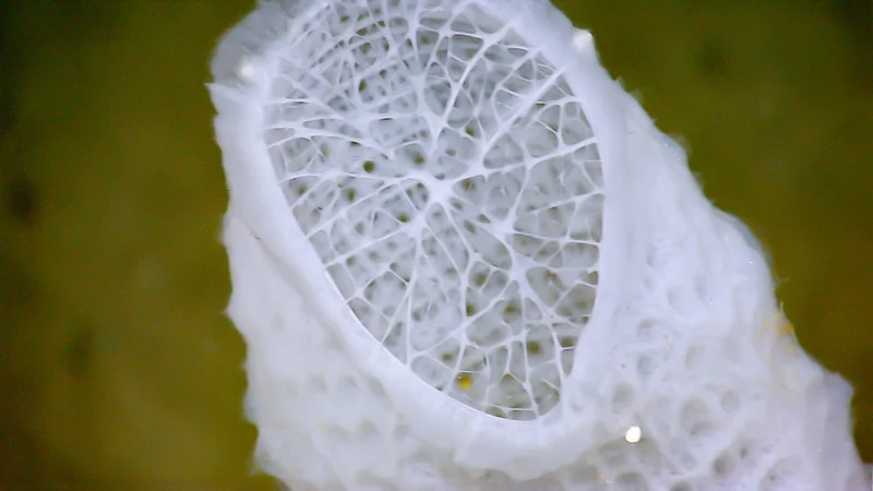 Remarkable materials, such as the rugged yet lightweight skeletons of deep-sea sponges, have inspired engineers to develop highly advanced metamaterials that can adapt to extreme environments. A new study is taking this concept to the next level by bridging the knowledge gap between macro- and nanoscale self-assembling materials to advance technologies in multiple fields, including robotics, mechanical engineering and information technology. Photo courtesy NOAA Okeanos Explorer Program