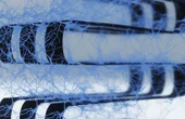 New 3D device harnesses living brain cells for computing