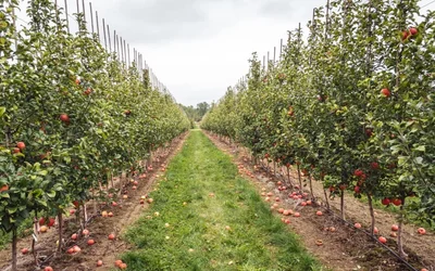 Complete Automation of a Micro-irrigation System with LPWAN Technology