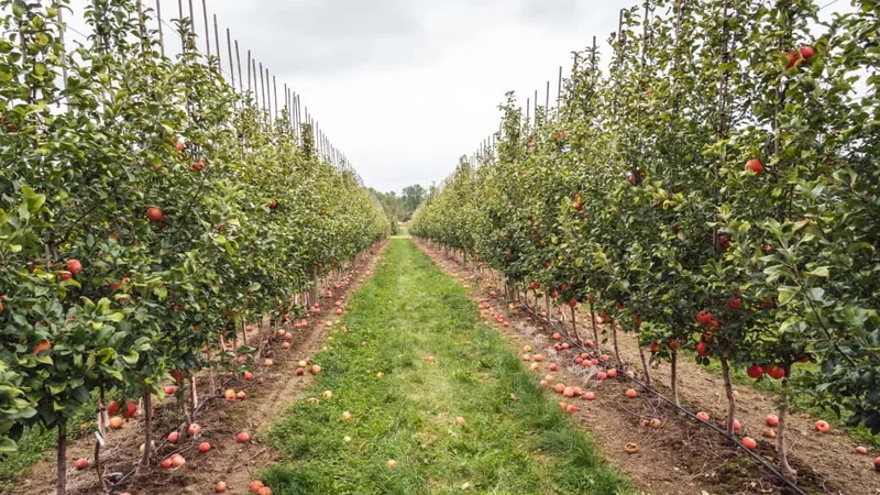 Complete Automation of a Micro-irrigation System with LPWAN Technology