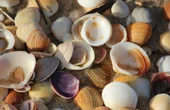 Seashells Inspire a Better Way to Recycle Plastic
