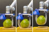 Vine-inspired robotic gripper gently lifts heavy and fragile objects