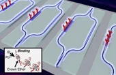 Scientists develop an affordable sensor for lead contamination