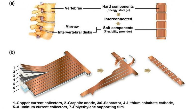 Schematic of the structure and the fabrication process of Yang's spine-like battery. (a) Schematic illustration of bio-inspired design, the vertebrae correspond to thick stacks of electrodes and soft marrow corresponds to unwound part that interconnects all the stacks. (b) The process to fabricate the spine-like battery, multilayers of electrodes were first cut into designed shape, then strips extending out were wound around the backbone to form spine-like structure. Images And Video Courtesy: Yuan Yang/Columbia Engineering