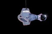 Biohybrid fish made from human cardiac cells swims like the heart beats