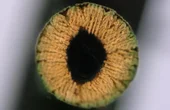 New 3D printing method 'grows' ultra-strong materials