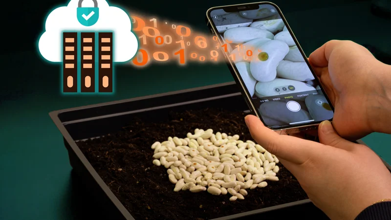 As a way to reduce seed counterfeiting, MIT researchers developed a silk-based tag that, when applied to seeds, provides a unique code that cannot be duplicated. Credit: Photograph courtesy of the researchers. Edited by Jose-Luis Olivares, MIT